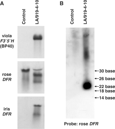 Northern blot analysis of LA/919-4-10. The expected sizes of the transcripts of viola F3′5′H BP40 (1.8 kb) and iris DFR (1.7 kb) genes were observed, while only the smaller size was detected for rose DFR mRNA (A). A rose DFR probe detected about 23 bp of the small sized RNA, which was supposed to be a degraded endogenous rose DFR transcript with RNAi (B).