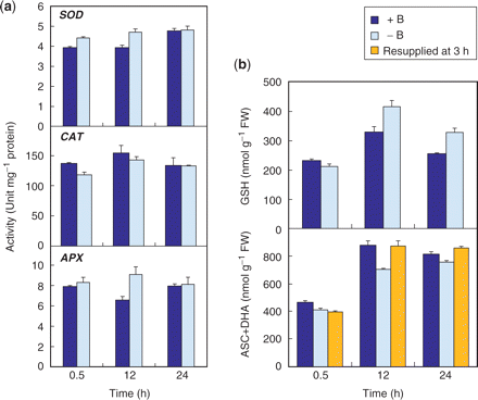 Change in antioxidant capacity. (a) Antioxidant enzyme activities. Each value is the mean of three replicates ± SD. (b) Changes in contents of reduced GSH (upper panel) and total ascorbate (lower panel). Total ascorbate was also analyzed in the cells resupplied with B at 3 h. Each value is the mean of four (GSH) and three (total ascorbate) replicates ± SD, respectively.
