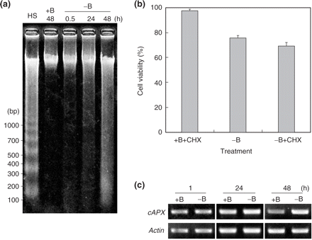 (a) DNA fragmentation analysis. Genomic DNA was extracted from cells at the indicated times after treatment. As a positive control for DNA laddering, DNA extracted from heat-shocked cells was included in the analysis (lane HS, DNA was extracted 72 h after treatment). The figure shows a representative result in which 400 ng of DNA was run in each lane. (b) Effect of CHX. Cells were treated as in Fig. 3 except that 0.35 μM CHX was used instead of antioxidants. Each bar shows the mean of results on four randomly selected fields ± SD. (c) Gene expression of cAPX. Semi-quantitative RT–PCR for cAPX was performed as described in the text. RT–PCR for the actin gene was also performed to calibrate the quantities of cDNA templates.