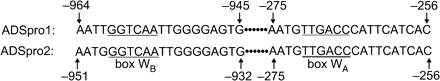 Analysis of the W-box elements of two ADS promoters. ADSpro1 and ADSpro2 represent the promoters derived from GenBank accession Nos. AY528931 and DQ448294, respectively.