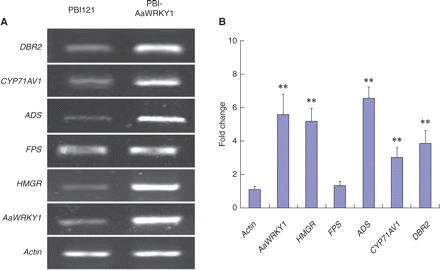 AaWRKY1 activated the known genes involved in the artemisinin biosynthesis pathway. (A) RT–PCR analysis of gene expression levels in empty vector PBI121 (control) and PBI-AaWRKY1 transiently transformed A. annua. (B) Comparison of gene transcript levels in PBI121 (control) and PBI-AaWRKY1 transiently transformed Artemesia annua. The gene transcript levels of PBI121 transiently transformed A. annua were set to 1 and compared with the transcript levels in PBI-AaWRKY1 transiently transformed A. annua. Signals obtained from Actin were used for normalizations. Data were statistically analyzed by SPSS, and asterisks indicate values that are significantly different (**P < 0.01).