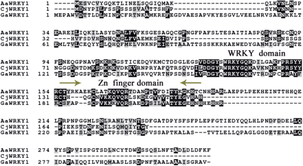 Alignment of AaWRKY1 with some WRKY proteins. The deduced amino acid sequence of AaWRKY1 was aligned with Arabidopsis AtWRKY53 (NP_194112), Coptis japonica WRKY1 (accession No. BAF41990) and Gossypium arboretum WRKY1 (accession No. AAR98818) using Clustal W (Thompson et al. 1994) with default parameters through EMBnet (http://www.ch.embnet.org/software/ClustalW.html). Black and gray shadings, done with BOXSHADE 3.21 (http://www.ch.embnet.org/software/BOX_form.html), indicate conserved amino acid residues. Predicted domains are indicated above the sequences.