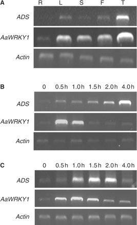 The expression pattern of AaWRKY1 and ADS. (A) AaWRKY1 and ADS are highly expressed in glandular secretory trichomes (GSTs). Ethidium bromide-stained agarose gels showing RT–PCR results for roots (R), leaves (L), stems (S), flowers (F) and GSTs (T). (B) AaWRKY1 and ADS expression in response to MJ. (C) AaWRKY1 and ADS expression in response to chitosan. Leaves were sprayed with methyl jasmonate (MJ; 0.3 mM) or chitosan (150 mg l−1). Leaves were harvested at the indicated times after treatment for total RNA preparation. Accumulation of AaWRKY1 and ADS transcripts was monitored by semi-quantitative RT–PCR. The Actin gene was used as an internal control.