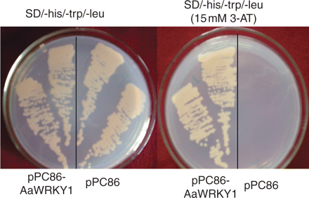 Yeast one-hybrid assay using the WA-box × 3 as bait. Yeast cells carrying pPC86 or pPC86-AaWRKY1 were grown for 3 d at 30°C in SD/–his/–trp/–leu or SD/–his/–trp/–leu plus 15 mM 3-amino-1,2,4-triazole (3-AT), respectively.