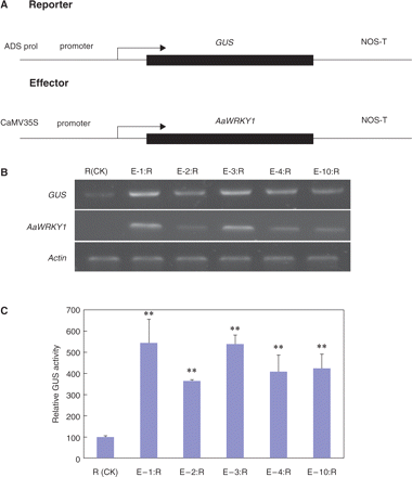 Activation of the ADSpro1 promoter by co-expression of the effector construct CaMV35S-AaWRKY1 with the reporter construct ADSpro1::GUS in transgenic tobacco plants. (A) Schematic diagram of the reporter and effector constructs used in the co-expression experiment. (B) RT–RCR analysis of the GUS and AaWRKY1 transcripts in transgenic tobacco. Actin amplification was used as the constitutive control. R (CK) represents the transgenic tobacco line harboring the reporter construct as the control. The plasmid harboring the effector construct (E) was transformed into the transgenic tobaccos harboring the reporter construct. E-1:R, E-2:R, E-3:R, E-4:R and E-10:R represent five transgenic tobacco lines carrying the effector construct (E) and the reporter construct (R) at the same time. (C) Measurement of GUS activities in the different transgenic tobacco lines. GUS activity was normalized in every double transformant relative to the transgenic tobacco line harboring the reporter construct R (CK). Data were statistically analyzed by SPSS, and asterisks indicate values that are significantly different (**P < 0.01) from the reporter construct R (CK).