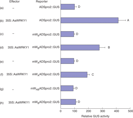 Transactivation of ADSpro2::GUS gene expression by AaWRKY1 in agroinfiltrated Nicotiana benthamiana leaves. A transient assay of GUS activities was carried out in N. benthamiana leaves 2 d after infiltration with Agrobacterium tumefaciens cells harboring (a) ADSpro2::GUS; (b) ADSpro2::GUS/35S::AaWRKY1; (c) mWB ADSpro2::GUS; (d) mWB ADSpro2::GUS/35S:: AaWRKY1; (e) mWAADSpro2::GUS; (f) mWAADSpro2/35S:: AaWRKY1; (g) mWABADSpro2::GUS; and (h) mWABADSpro2::GUS/35S:: AaWRKY1. GUS activity was normalized in treatments (b–h) relative to that of N. benthamiana leaves agroinfiltrated with ADSpro2::GUS (a). Duncan multiple comparison tests were done, A, B, C and D indicate values that are significantly different (**P < 0.01) from each other.