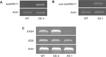 AaWRKY1 regulates the expression of the tobacco 5-epi-aristolochene synthase gene (EAS4). (A and B) Expression levels of the transgene in the AaWRKY1-overexpressing tobacco line-4 (OE-4) and antisense AaWRKY1 line-1 (AS-1) were estimated by RT–PCR. Actin amplification was used as constitutive control. WT indicates the wild-type tobacco line. (C) RT–RCR analysis of the EAS4 and SQS transcripts in AaWRKY1-overexpressing line 4 (OE-4), antisense-1 line (AS-1) and the WT tobacco line. SQS, squalene synthase.