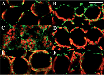 Redistribution of mitochondria in palisade cells of A. thaliana exposed to wBL and sBL. GFP signals in fixed palisade cells were visualized with confocal microscopy after dark treatment for 16 h (A, B), illumination with wBL (470 nm, 4 μmol m−2 s−1) for 4 h (C, D) and with sBL (470 nm, 100 μmol m−2 s−1) for 4 h (E, F), respectively. In the left panels (A, C, E), cells were observed from the adaxial side of the leaf. In the right panels (B, D, F), cells in transverse sections of the leaf were observed from the side. Green, GFP signals; red, chlorophyll autofluorescence. Bars = 50 μm.