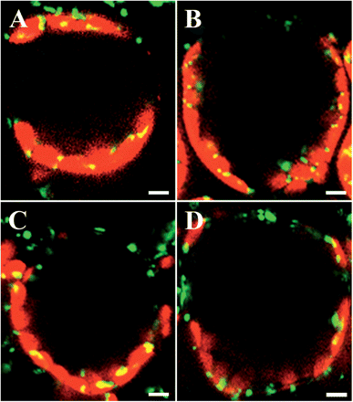 Distribution of mitochondria in single palisade cells of A. thaliana under different light conditions. Dark-adapted leaves were continuously illuminated for 4 h with wBL (A), sBL (B), sGL (510–560 nm, 100 μmol m−2 s−1) (C) and sRL (660 nm, 100 μmol m−2 s−1) (D), respectively. GFP signals in fixed palisade cells on transverse sections were visualized with confocal microscopy. Green, GFP signals; red, chlorophyll autofluorescence. Bars = 10 μm.