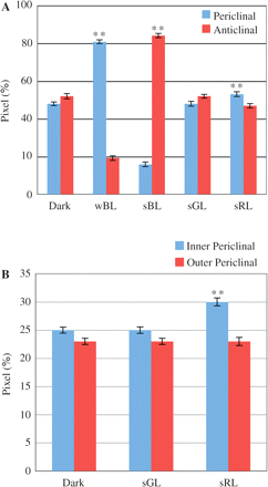 Semi-quantitative analysis of the distribution of mitochondria in palisade cells of A. thaliana under different light conditions. The relative distribution of GFP signals in the periclinal and anticlinal regions of fixed palisade cells was analyzed by image processing after dark adaptation (Dark) and 4 h illumination with wBL, sBL, sGL and sRL (A). The distribution of GFP signals in the periclinal regions was further examined after separation into the inner and outer periclinal regions (B). Asterisks indicate that significant differences were detected when compared with the value obtained after dark adaptation (**P < 0.01, Student’s t-test). Out of 10 different leaves, 10 cells were examined for each light condition. Data shown are the means ± SE.