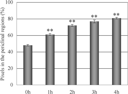 Time course for redistribution of mitochondria in palisade cells of A. thaliana induced by wBL. The relative distribution of GFP signals in the periclinal regions of fixed palisade cells was analyzed at 0, 1, 2, 3 and 4 h of illumination with wBL. Asterisks indicate that significant differences were detected when compared with the value obtained at 0 h (**P <0.01, Student’s t-test). Out of 10 different leaves, 10 cells were examined for each time point. Data shown are the means ± SE.