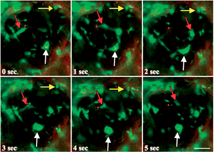 Movement of mitochondria in a living palisade cell of A. thaliana at 0 min of wBL illumination. Fluorescence images of the same cell were sequentially captured at 1 s time intervals. Movement of mitochondria during a 5 s observation time was demonstrated. The yellow, white and red arrows indicate static, slow and fast mitochondria, respectively. Bar =10 μm.
