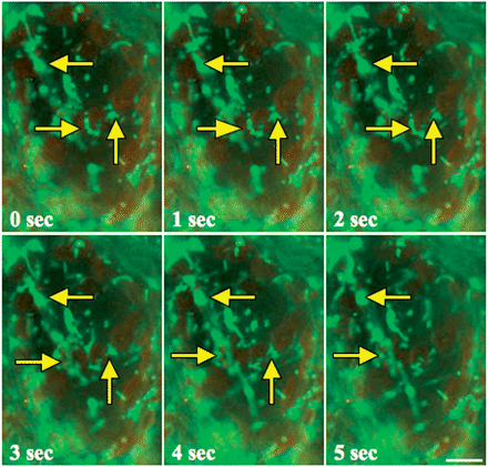 Movement of mitochondria in a living palisade cell of A. thaliana at 4 h of wBL illumination. Movement of mitochondria was demonstrated as described in the legend of Fig. 5. The yellow arrows indicate static mitochondria co-localized with chloroplasts. Bar = 10 μm.