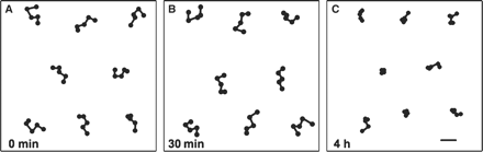 Changes in the mode of movement of mitochondria along the outer periclinal walls of palisade cells of A. thaliana exposed to wBL. From the sequential fluorescence images captured at 0 min (A), 30 min (B) and 4 h (C) of wBL illumination, movements of individual mitochondria were traced. Eight representative results obtained at each time point are demonstrated at 1 s time intervals. Bar = 10 μm.