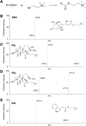 MS-probe derivatization. (A) Structure of the MS-probe and its derivatized product after reaction with the analyte. (B–E) Structures of derivatized products and their fragmentation patterns for ABA (B), GA1 (C), GA4 (D) and IAA (E) that were analyzed with a Quattro Premier XE (Waters) in the positive ion mode.