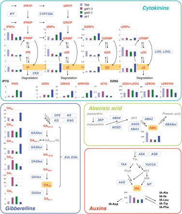 Endogenous levels of cytokinins, gibberellin, ABA and auxins in a wild-type and gibberellin signaling mutants. Shoots of the wild type (T65) and gid1-3, gid2-1 and slr1 were harvested after growth in a greenhouse for 5 weeks. The amounts of the hormones are shown as histograms with the SD (n = 3). The y-axis is concentration as pmol g−1 FW. Hormone species and other compounds in gray were not measured, and those in black were under the quantification limit. The overall recoveries of analyzed stable isotope-labeled internal standards are presented in Supplementary Table S7. Genes involved in each metabolic process are indicated in italic blue letters surrounded by a rectangle. The details of each metabolic pathway are described by Hirano et al. (2008). GA44/15-OL, GA44/15-open lactone; XHT, xanthoxin; IpyA, indole-3-pyruvic acid; NHT, N-hydroxyl-tryptamine; IAN, indole-3-acetonitrile; IPT, adenosine phosphate-isopentenyltransferase; CKX, OsCKX; CPS, ent-copalyl diphosphate synthase; KS, ent-kaurene synthase; KO, ent-kaurene oxidase; KAO, ent-kaurenoic acid oxidase; EUIL, EUI-like; ZEP, OsZEP; NCED, OsNCED; AAO, OsAAO; ASA, OsASA; ASB, OsASB; TAA, OsTAA; YUCCA, OsYUCCA; NIT, OsNIT.