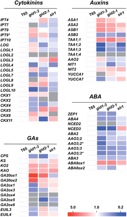 Heat map view of expression of genes involved in hormone metabolism in the gibberellin signaling mutants, gid1-3, gid2-1 and slr1, and the wild-type ‘Taichung 65’. Hormone metabolism genes with reliable expression data in at least ‘Taichung 65’ were selected from Supplementary Table S4. The relative expression level of each gene compared with expression in ‘Taichung 65’ is shown on the heat map. Red and blue colors indicate higher and lower expression, respectively. The color scale is shown at the bottom. Gray indicates expression data of lower reliability. One of the multiple Affymetrix probes for one gene is marked with an asterisk. T65, ‘Taichung 65’. Abbreviations of genes are shown in the legend to Fig. 4 and the main text.