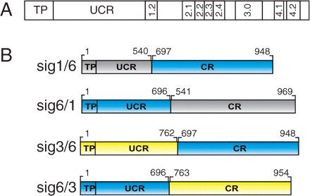 Architecture of plant sigma factors and chimeric constructs. (A) Scheme showing the principal regions: transit peptide (TP) of the precursor and the UCR (left) and CR with subregions 1.2–4.2 (right) of the mature protein. (B) Chimeric sigma factors derived from Sig1 (At1g64860, gray), Sig3 (At3g53920, yellow) and Sig6 (At2g36990, blue) cDNAs. Fused sequences code for the TP and UCR of one factor and for the CR of another. Numbers correspond to sequence positions within database entries. Constructs were used to retransform the sig6-2 knockout line.