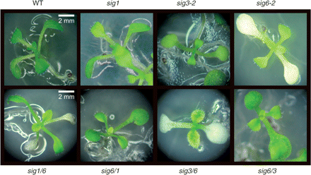 Phenotype (10 d) of the wild type, sig6-2, sig1, sig3-2 and chimeric sigma lines: sig6/1 and sig6/3 resemble the wild type (green cotyledons), while sig1/6 and sig3/6 resemble the parental sig6-2 knockout (white).