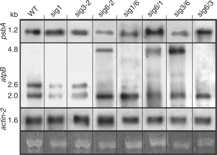 Northern blot analysis of plastid transcripts in the wild type, sigma knockouts and chimeric lines. Total RNA (1 μg) was hybridized with digoxigenin-labeled RNA probes for the psbA, atpB and actin-2 genes. Left margin: transcript size (kb) determined by RNA markers (Promega). Bottom: portions of the stained gel at the position of 25S rRNA as loading control.