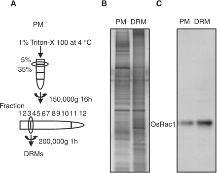 Protocol for the purification of DRM fractions from rice suspension-cultured cells. (A) Diagram of the method used. (B) Flamingo-stained SDS–PAGE of the two-phase partitioned PM and purified DRM fraction. (C) Immunoblotting of OsRac1 with anti-myc antibody in the PM and the DRM.