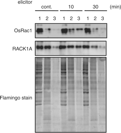 Time course analysis of OsRac1 and RACK1A in DRM and non-DRM fractions after elicitor treatment. After treatment of rice suspension cells expressing WT-OsRac1 with chitin elicitor for 10 and 30 min, total (1), non-DRM (2) and DRM (3) fractions were subjected to immunoblotting with anti-myc or anti-RACK1A antibody.