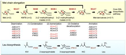 Methionine chain elongation and leucine biosynthesis. The upper panel shows the methionine chain elongation pathway. Compound names except for methionine derivatives indicate the names when n equals 2. KMTB, 2-keto-4-methylthiobutyrate. The middle panel shows the Arabidopsis homologs of bacterial leucine biosynthetic genes. The genes shown in red letters are involved or predicted to be involved in methionine chain elongation. The lower panel shows the leucine biosynthetic pathway. KIV, 2-ketoisovalerate; KIC, 2-ketoisocaproate.