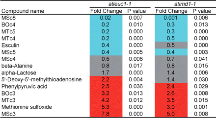 Metabolite levels that were significantly changed in the leaves of both atleuc1-1 and atimd1-1. Metabolite levels were analyzed in six replicates, and those that changed significantly in the knockout lines were identified by Welch’s t-test (P < 0.05). Fold change of the average metabolite content in the knockout line with respect to that in wild type is shown as follows: red, fold change >2; blue, fold change <0.5; gray, 0.5 ≤ fold change ≤2.