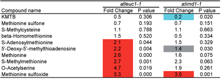 Changes in methionine-related metabolite levels in the leaves of atleuc1-1 and atimd1-1. Metabolite levels were analyzed in six replicates. Fold change of the average metabolite content in the knockout line with respect to that in wild type is shown. P-values of Welch’s t-test are also shown. When P < 0.05, the fold change column is colored as follows: red, fold change >2; blue, fold change <0.5; gray, 0.5 ≤ fold change ≤2.
