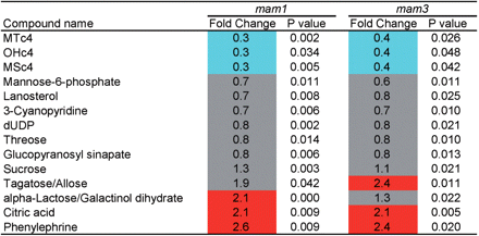 Metabolite levels that were significantly changed in the leaves of both mam1 and mam3. Metabolite levels were analyzed in six replicates, and those that changed significantly in the knockout lines were identified by Welch’s t-test (P < 0.05). Fold change of the average metabolite content in the knockout line with respect to that in the wild type is shown as follows: red, fold change >2; blue, fold change <0.5; gray, 0.5 ≤ fold change ≤2.