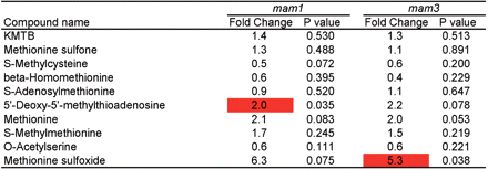 Changes in methionine-related metabolite levels in the leaves of mam1 and mam3. Metabolite contents were analyzed in six replicates. Fold change of the average metabolite content in the knockout line with respect to that in the wild type is shown. P-values of Welch’s t-test are also shown. When P < 0.05, the fold change column is colored as follows: red, fold change >2; blue, fold change <0.5; gray, 0.5 ≤ fold change ≤ 2.