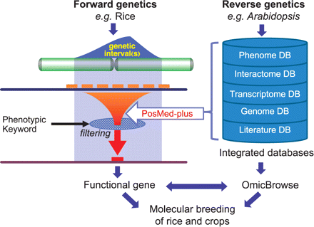 PosMed-plus accelerates forward genetics gene discoveries (left half of the chart) by integrating the omics knowledge collected from reverse genetics (right half of the chart). PosMed-plus assists users to narrow down the candidate responsible genes from those existing within the chromosomal intervals. OmicBrowse assists users to look into every piece of detailed information of each candidate gene. The entire system is designed to support coherently molecular breeding research and plant-upgrading sciences.