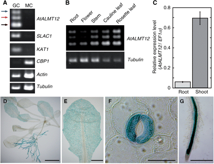 AtALMT12 is expressed in guard cells. (A) The expression of AtALMT12 (At4g17970), SLAC1 (At1g12480), KAT1 (At5g46240), CBP (At4g33050), actin (At5g09810) and β-tubulin genes (AT1g75780, AT5g62690, AT5g62700 and AT5g44340) in guard cells (GC) and mesophyll cells (MC) was detected by RT–PCR. Note that three amplification products are detected for AtALMT12 (249 bp, black arrowhead; 335 bp, red arrowhead; 412 bp, blue arrowhead). (B) Comparison of the expression level of AtALMT12 among plant organs. (C) Expression of AtALMT12 determined by real-time PCR using primer set #2 (see Fig. 2A). Plants (Columbia) were grown in hydroponic medium and RNA was isolated from whole seedlings. Relative expression levels were normalized against the values of the EF1α transcript (At5g60390). Bars show the mean ± SEM (n = 3). (D–G) GUS reporter expression in seedling (D), leaf (E), guard cell (F) and root (G). GUS is driven by the region 3,157 bp upstream of the start codon. Bars = 5 mm (D), 1 mm (E), 20 μm (F) and 500 μm (G).