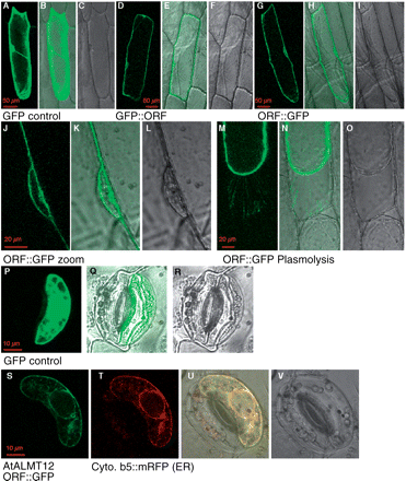 Localization of AtALMT12. The AtALMT12 coding sequence–GFP (ORF::GFP) construct under the control of the 35S promoter was transiently expressed in onion epidermal cells (A–O) and V. faba guard cells (P–V). As control, GFP alone was expressed in onion cells (A–C) or V. faba cells (P–R). Expression of GFP::AtALMT12 (N-terminal fusion, D–F) or AtALMT12::GFP (C-terminal fusion, G–I) shows similar localizations in onion cells. GFP fluorescence surrounds the nucleus, suggesting that AtALMT12 localized to both endomembranes and plasma membrane (J–L). Plasmolysis of AtALMT12::GFP-expressing cells with 1 M mannitol shows that the Hechtian strands attaching the plasma membrane to the cell wall are labeled, confirming that the protein is localized on the plasma membrane. Co-expression of AtALMT12::GFP with Cyt b5::mRFP as an ER marker (S–V). Fluorescence from AtALMT12::GFP co-localized with Cyt b5::mRFP suggests that AtALMT12 is targeted to the ER. Photographs show GFP fluorescence images (A, D, G, J, M, P, S), mRFP images (T), transmitted light images (C, I, L, O, R, V) and merged images (B, E, H, K, N, Q, U).