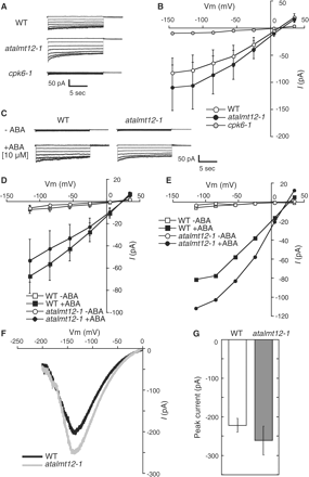 S-type and R-type anion currents in A. thaliana guard cell protoplasts. (A, B) Whole-cell S-type anion currents in response to a high extracellular calcium concentration (40 mM CaCl2 in the bath solution). (A) Representative traces of calcium-activated S-type anion currents. (B) Current–voltage relationships of the wild type (n = 6), atalmt12-1 (n = 6) and cpk6-1 (n = 3). (C–E) Whole-cell S-type anion currents with 10 μM (C, D) or 50 μM (E) ABA in the bath solution. (C) Representative traces of S-type anion currents. (D) Current–voltage relationships of the wild type (n = 5) and atalmt12-1 (n = 7). (E) Current–voltage relationship of the wild type and atalmt12-1 (n = 2). (F) Representative traces of R-type anion currents in the wild-type and atalmt12-1. (G) Average peak R-type anion channel current in the wild type (n = 4) and atalmt12-1 (n = 3). All data are the mean ± SEM. Significant differences (Student’s t-test) were not observed between the wild type and atalmt12-1 in both the S-type anion current (E; P = 0.587 at −115 mV) and the R-type anion current (F; P = 0.348 at negative peak values).