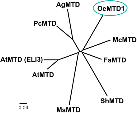 Phylogenetic tree showing the relationship between OeMTD1 and other MTD genes from other plants. Sequence analysis, multiple sequence alignments (using the ClustalW algorithm) and the unrooted phylogenetic tree were carried out using the Phylip 3.68 software package, and the final tree was built using the FigTree 1.1.2. software package. GenBank accession numbers are as follows: Olea europaea mannitol dehydrogenase (OeMTD1), ABR31791.1; Apium graveolens mannitol dehydrogenase (AgMTD), 2117420A; Petroselinum crispum mannitol dehydrogenase (PcMTD), P42754.1; Fragaria ananassa mannitol dehydrogenase (FaMTD), Q9ZRF1; Mesenbryanthemum crystallinum mannitol dehydrogenase (McMTD), P93257; Stylosanthes humilis mannitol dehydrogenase (ShMTD), Q43137.1; Medicago sativa mannitol dehydrogenase (MsMTD), O82515.1; Arabidopsis thaliana putative mannitol dehydrogenase (AtMTD), also known as cinnamyl-alcohol dehydrogenase 8 (AtCAD8), Q02972; and Arabidopsis thaliana putative mannitol dehydrogenase (AtMTD) elicitor-activated 3 (ELI3), NP_001031805.1.