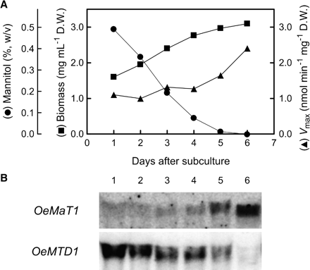 Growth, mannitol/H+ symport activity and OeMaT1 and OeMTD1 expression in O. europaea cell suspensions. (A) Cells were cultivated with 0.5% (w/v) mannitol (initial concentration), and d-[14C]mannitol uptake (filled triangles) was measured in cell aliquots harvested from the culture at the times indicated. Values are represented by the mean of two independent experiments. (B) Northern blot analysis of OeMaT and OeMTD1 expression. In each condition, 50 μg of RNA were used as in Conde et al. (2007a).