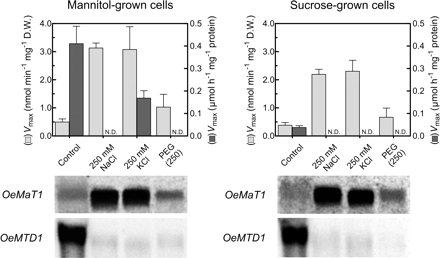 Effect of NaCl, KCl and PEG on the Vmax of mannitol transport and the Vmax of mannitol oxidation in O. europaea cells growing in mannitol or in sucrose, and expression of OeMaT1 and OeMTD1. Cells were collected at mid-exponential growth phase and subjected to salt and drought treatment during 24 h. Error bars denote the SD from the mean, n = 3. In each lane, 50 μg of RNA were used.