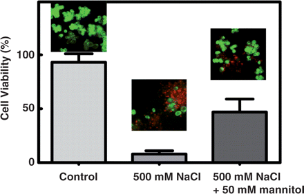 Protective role of mannitol from the deleterious effect of NaCl in O. europaea. Cell viability assays in suspension-cultured cells cultivated with sucrose in the absence of salt (control), 24 h after the addition of 500 mM NaCl and 24 h after the addition of 500 mM NaCl + 50 mM mannitol. Fluorescence was measured after incubation with fluorescein diacetate (FDA, green fluorescence) and propidium iodide (PI, red fluorescence).