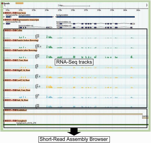 Gene map view. In RNA-Seq tracks, gene expression levels are shown as a histogram generated from the depth of mapped reads. At the bottom, two tracks, ‘Koshihikari’ and ‘Guangluai-4’, are linked to the Short-Read Assembly Browser.