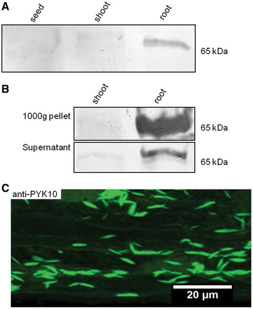Occurrence of PYK10-like protein in ER bodies of R. sativus root. (A) Western blot of total protein extracts isolated from R. sativus seeds and 5-day-old shoots and roots probed with anti-PYK10 antibodies. A polypeptide of about 65 kDa is detected using anti-PYK10 antibodies in the root extract but not in seed and shoot extracts. (B) Western blot of the 1,000 × g protein pellet and its corresponding supernatant probed with anti-PYK10 antibodies. Note the strong signal detected in the root 1,000 × g fraction but not in the shoot. A weaker band is detected in the root-derived 1,000 × g supernatant. (C) Immunofluorescent staining of root epidermal cells of R. sativus seedlings using anti-PYK10 antibodies imaged by confocal microscopy. Note the presence of abundant fusiform spindle-shaped structures very similar to those previously described in A. thaliana as ER bodies.