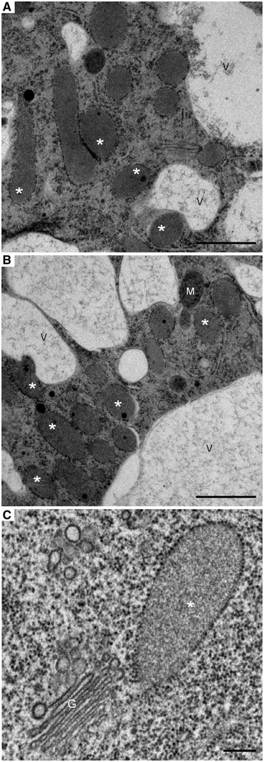Electron micrographs of radish root cells preserved by the high-pressure freezing/freeze substitution technique showing: (A) ER bodies in a meristematic cell. (B) ER bodies in a root cap cell. (C) An ER body close to a Golgi stack in an epidermal cell. Note that some of the ER bodies in (A) are in contact with the vacuole or with each other. Fusion between an ER body and vacuole seems to occur in (B). A and B, scale bars = 1 µm; C, scale bar = 0.2 µm. *, ER bodies; G, Golgi apparatus; M, mitochondrion; V, vacuole.