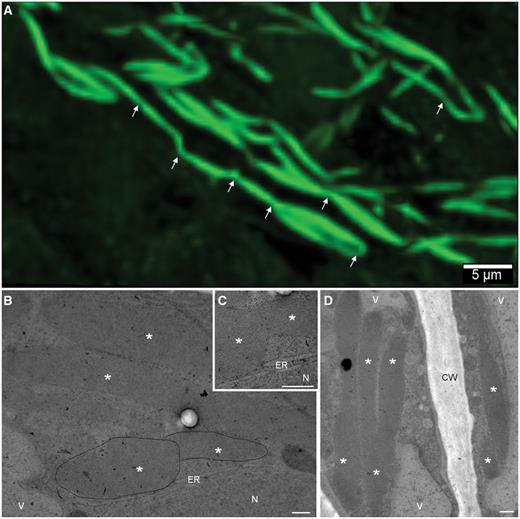 Fusion and link between ER bodies in MeJA-treated root cells imaged by confocal laser scanning (A) and electron microscopy (B–D). Note that several ER bodies are bridged together (in A, arrows indicate the points of contact). The fusion seems to involve the tips of the ER bodies (B–D). *, ER bodies; CW, cell wall; ER, endoplasmic reticulum; N, nucleus; V, vacuole. Scale bars: 5 µm in A; 0.5 µm in B–D.