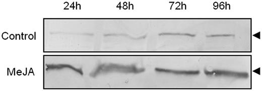 Effect of MeJA on the expression of PYK10-like protein. Western blot immunodetection of PYK10-like protein in an ER body-enriched fraction (1,000 × g pellet) obtained from untreated or MeJA-treated roots. Note the increased expression of the PYK10-like protein in MeJA-treated samples. The arrowhead indicates the polypeptide recognized by anti-PYK10.