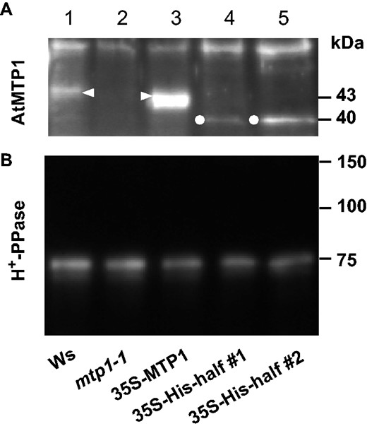 Immunoblotting of AtMTP1 and H+-PPase. Vacuolar membranes were prepared from 14-day-old plantlets of Ws and transgenic lines. Aliquots corresponding to 160 mg (A) and 40 mg (B) of fresh weight were subjected to SDS–PAGE and subsequent immunoblotting with anti-AtMTP1 (A) and anti-H+-PPase (B) antibodies.