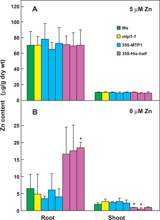 35S-His-half lines accumulated higher amounts of Zn in roots than the wild type even under Zn-deficient conditions. Seedlings of Ws, mtp1-1, 35S-MTP1 and 35S-His-half lines were grown in modified Hoagland medium lacking Zn (0 μM Zn) or with 5 μM Zn. After 21 d, the contents of Zn in shoots and roots were measured by ICP-AES. Values are expressed as mean ± SD; n ≥ 4. Significant differences from Ws are indicated by asterisks (*P < 0.05).