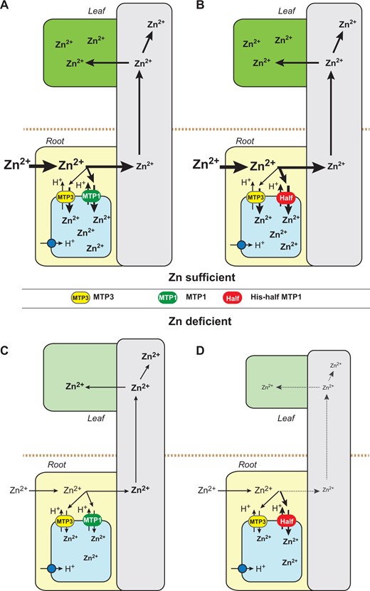 Schematic model of the physiological effect of the AtMTP1 His-loop in plants under Zn-deficient conditions. Flows of Zn ions in plants expressing normal AtMTP1 (A and C) and the His-half AtMTP1 with high transport activity (B and D) under normal (A and B) and Zn-deficient conditions (C and D) are shown. AtMTP1 and the His-half AtMTP1 function as Zn2+/H+ exchangers with the help of proton pumps (blue circles). In the vacuolar membrane, another Zn2+/H+ exchanger, AtMTP3 (yellow ovals), functions in sequestration of Zn into vacuoles. Part of Zn taken from the culture medium or soils by roots is compartmentalized into the vacuoles in root cells by normal AtMTP1 (green ovals) or the His-half AtMTP1 (red ovals), and the remainder of Zn is transported to the vascular tissues and then transferred to shoots. The thickness of arrows corresponds to the flow amount of Zn in tissues. Zn contents in roots and tissues are shown according to the results in Fig. 5. The letter size of Zn2+ indicates the difference of Zn2+ levels.