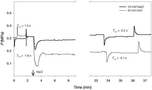 Typical examples of hydrostatic and osmotic pressure relaxations in cortical cells of wild-type Arabidopsis roots in the presence and absence of 10 and 30 mM NaCl. NaCl was provided at the time indicated by the arrow. The half-time of water exchange (T1/2) values in root cortical cells on the left are before and on the right after NaCl treatment.