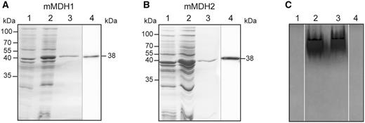 A. thaliana recombinant mMDH1 and mMDH2 analyzed by gel electrophoresis. Coomassie-stained SDS–PAGE and Western blot analysis of recombinant mMDH1 (A) and mMDH2 (B). Lane 1, 10 µg of non-induced cell culture lysate. Lane 2, 10 µg of cell culture lysate after 4 h of induction with IPTG. Lane 3, 5 µg of purified recombinant protein. Lane 4, 1 µg of purified mMDH protein analyzed by Western blot using anti-His antibodies. Molecular weight markers are indicated on the left. The molecular weight of the recombinant proteins is indicated on the right. (C) In-gel activity assay of mMDH1 (lane 2) and mMDH2 (lane 3) after native PAGE using malate and NAD as substrates. Lanes 1 and 4, assays of mMDH1 and mMDH2 activity without malate.