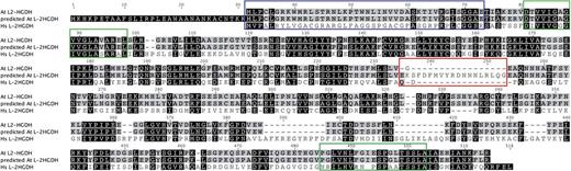 Amino acid sequence alignment of A. thalianal-2HGDH (At3g56840) and human l-2HGDH (HsL-2HGDH; AAV52330). The amino acid sequence of AtL-2HGDH was obtained by cloning of the cDNA. The predicted amino acid sequence of Arabidopsis l-2HGDH obtained from the TAIR database is included for comparison. The experimentally obtained sequence lacks amino acid residues 235 and 253 of the in silico predicted sequence (red box). The mitochondrial targeting sequence is highlightened in blue. Sequence similarities between the proteins are boxed in black, as is the N-terminal predicted sequence of the in silico predicted protein. Sequence similarities between the A. thaliana predicted l-2HGDH and our experimentally obtained sequence are boxed in gray. Putative oxidoreductase domains are boxed in green.